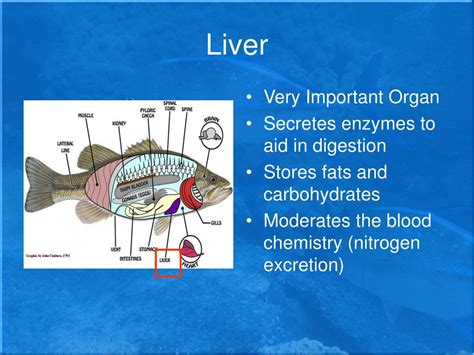The Structure and Function of Fish Liver.